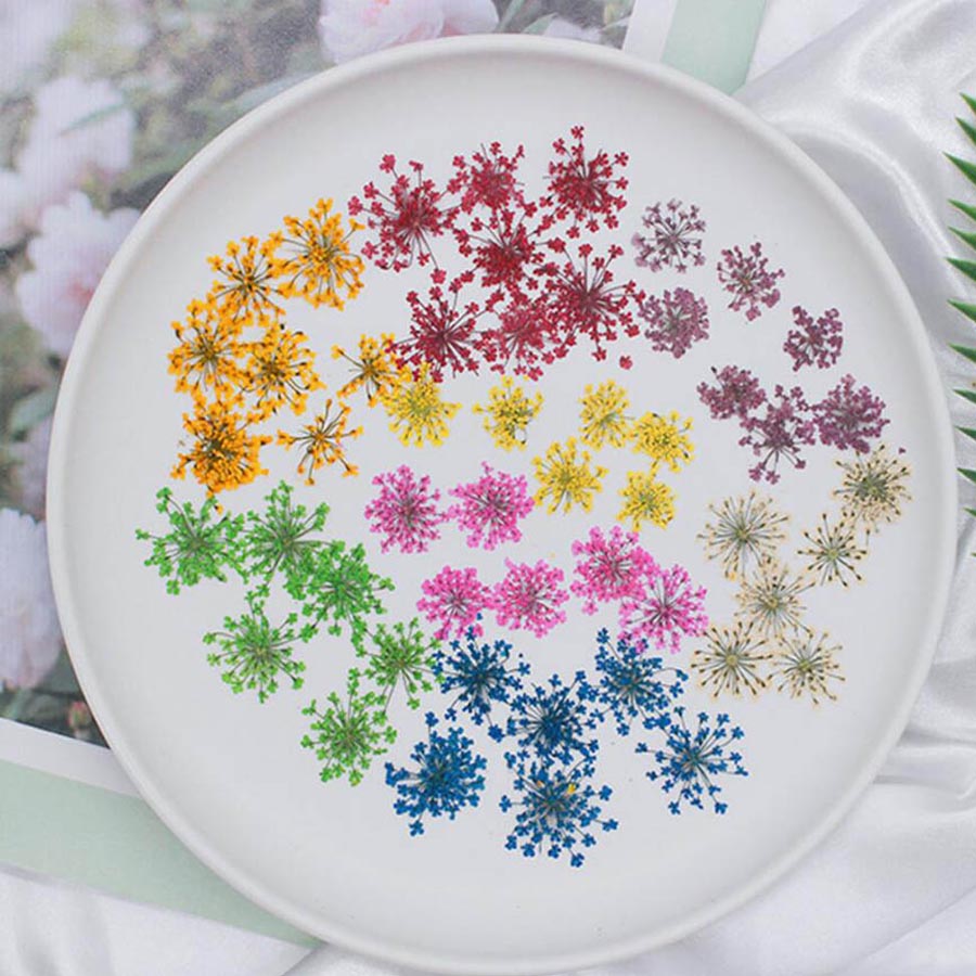 Dried Flower Bookmark - 60 stücke gepresst getrocknet 15-20mm Ammi