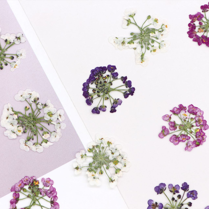 Dried Flower Bookmark - 1,5-2,5cm/12 Stück, Naturgepresste Schneeballblütenköpfe, Echte Blumen