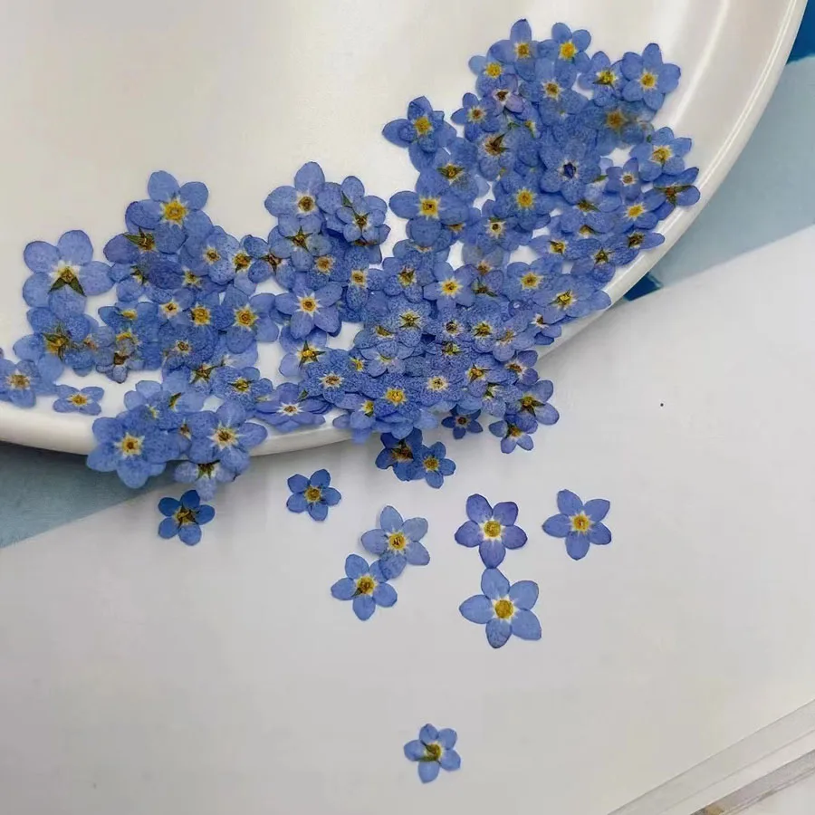 Natürlich gepresste getrocknet – Dried Flower Bookmark Bewertung und Preis