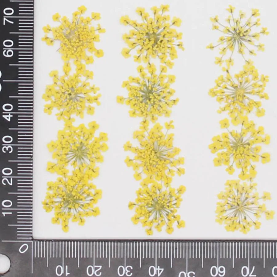 60 Stück gepresste getrocknete – Dried Flower Bookmark Bewertung und Preis