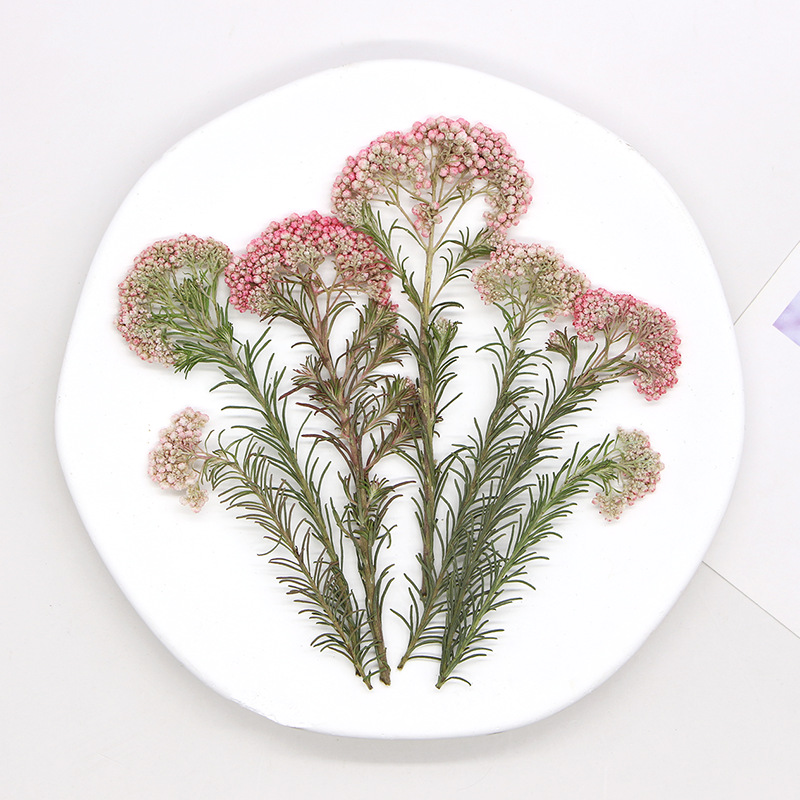 12 Stück, Natürliche Hirseblüt – Dried Flower Bookmark Bewertung und Preis
