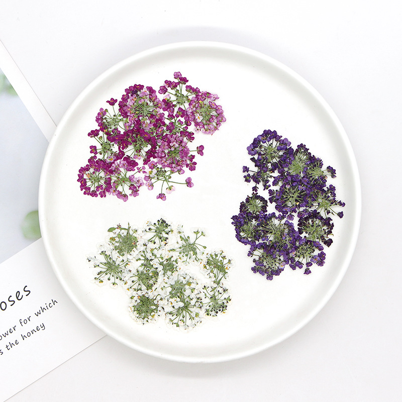 1,5-2,5cm/12 Stück, Naturgepre – Dried Flower Bookmark Bewertung und Preis