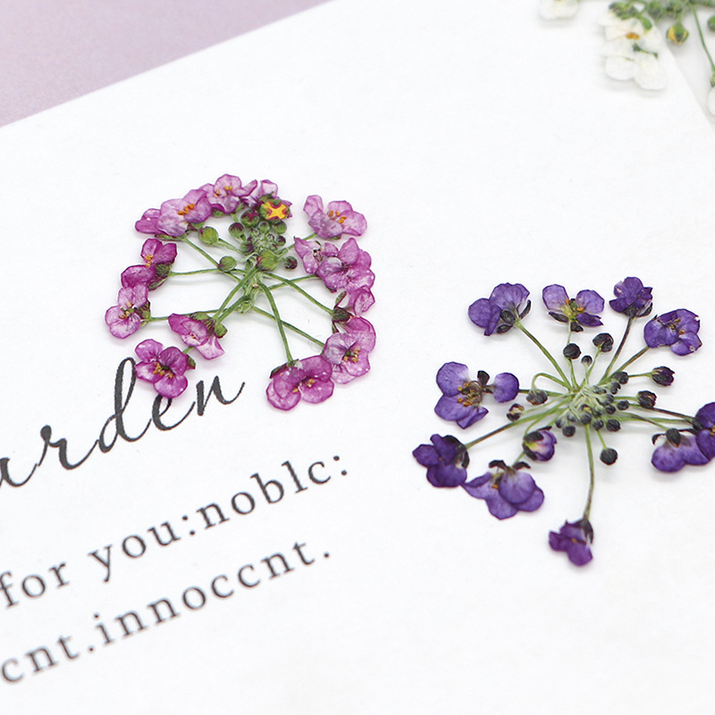 1,5-2,5cm/12 Stück, Naturgepre – Dried Flower Bookmark Bewertung und Preis