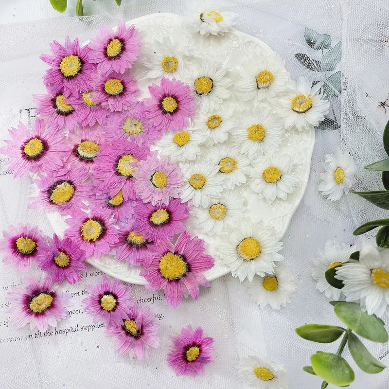24 stücke/2-4CM, Natürliche Ge – Dried Flower Bookmark Bewertung und Preis