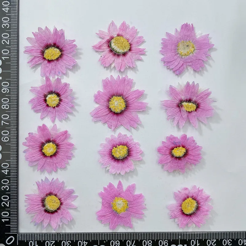 24 stücke/2-4CM, Natürliche Ge – Dried Flower Bookmark Bewertung und Preis
